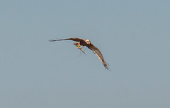 Marsh harrier with nesting material