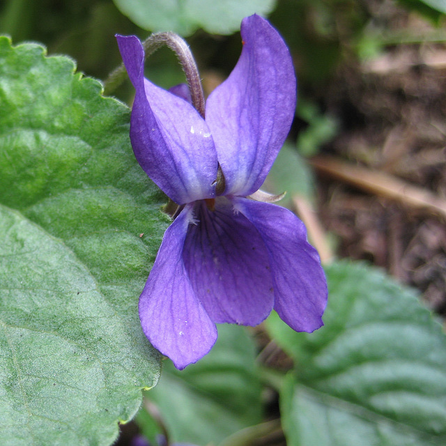 Veilchen (Viola)