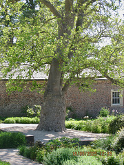 Baobab Tree