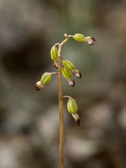 Corallorhiza odontorhiza (Autumn Coral Root orchid)