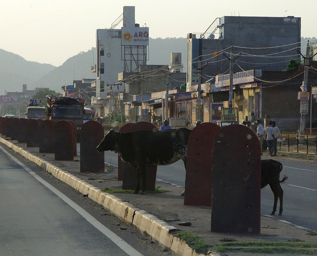 Cows welcoming us into Jaipur