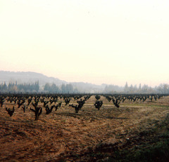 Champ de vignes / Field of vines