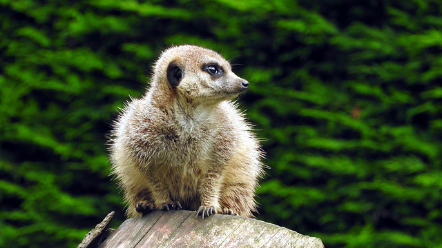 Meerkat on watch