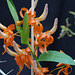 Dendrobium unicum