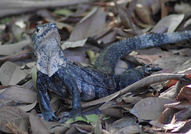 Spinytail Iguana