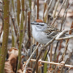 Chipping Sparrow