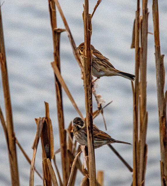 Male and female reed bunting