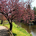 Frühling an der Ahr