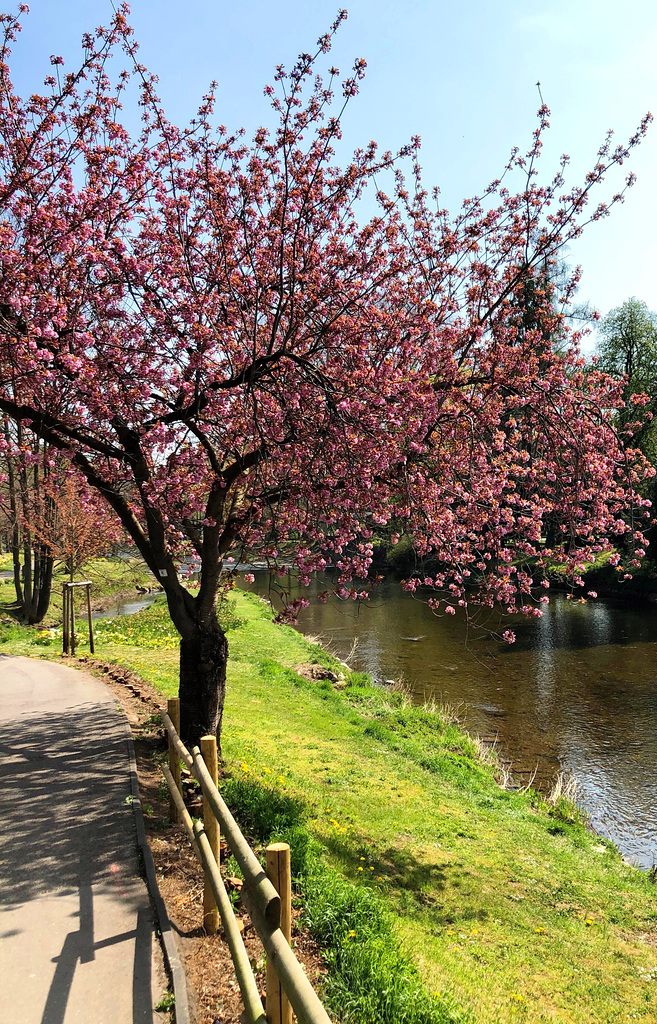 Frühling an der Ahr