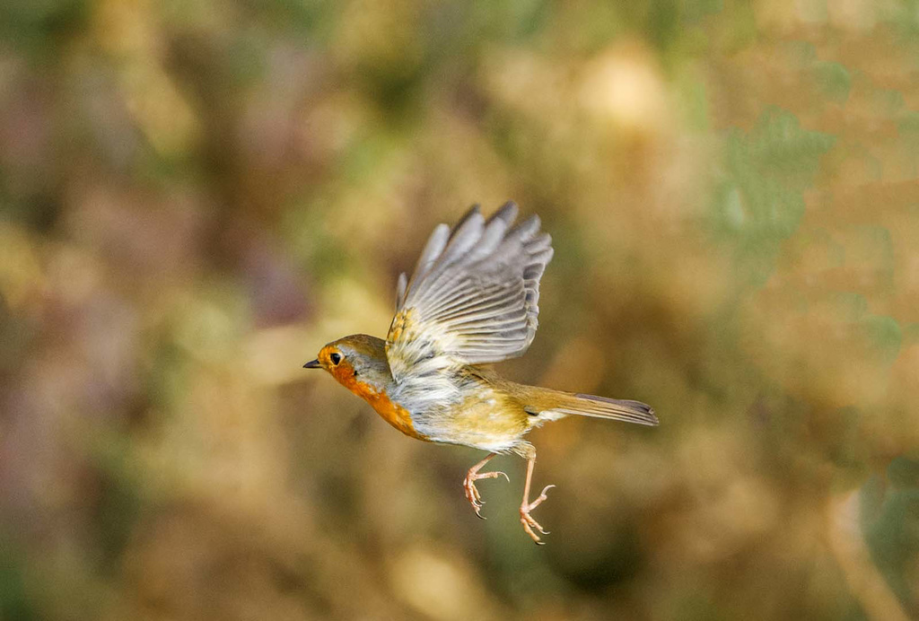 Robin