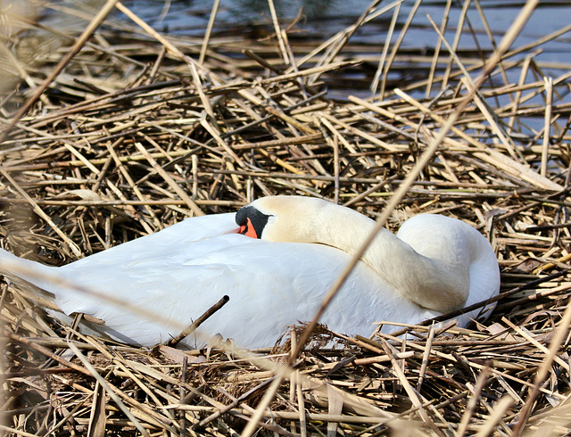 Brütender Schwan   (PiP)