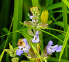 20210609 0657CPw [D~LIP] Blume, UWZ, Bad Salzuflen