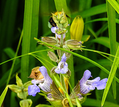 20210609 0657CPw [D~LIP] Blume, UWZ, Bad Salzuflen