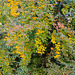 Fall/Automne/Herbst - SSC