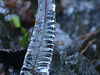 20253112 Glace Forêt Espaze (16)