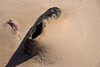 Abandoned Shoe on a Beach on a Blustery Day