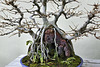 Bonsai Trident Maple – Brooklyn Botanic Garden, New York, New York
