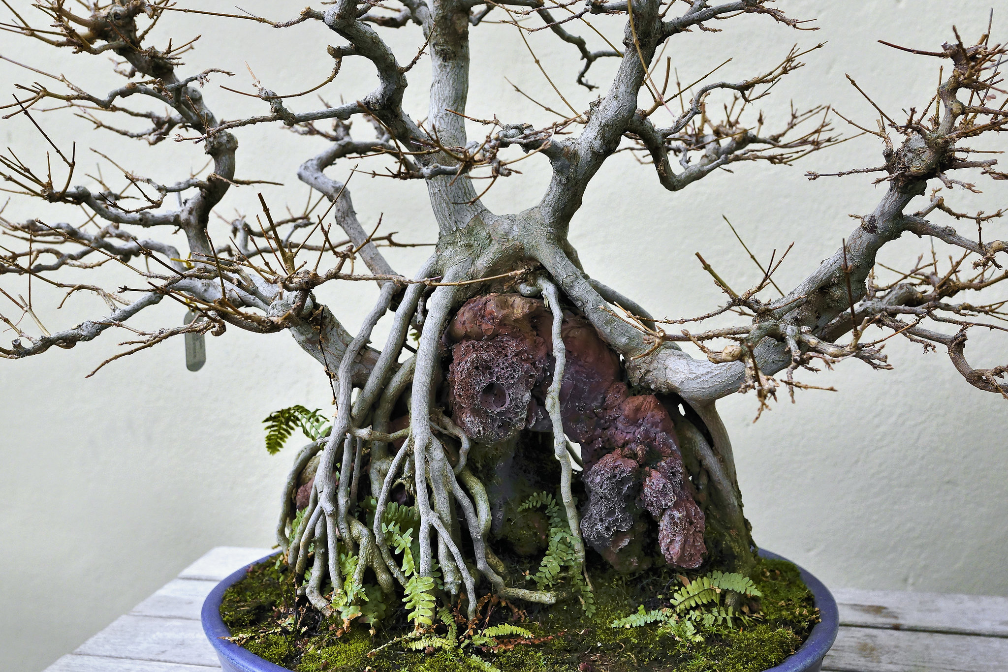 Bonsai Trident Maple – Brooklyn Botanic Garden, New York, New York