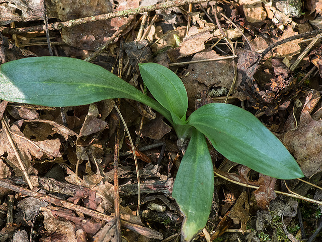 Spiranthes ovalis var. erostellata (October Ladies'-tresses orchid)