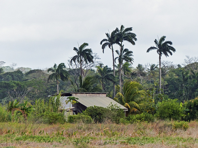 Nariva Swamp afternoon, Trinidad