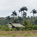 Nariva Swamp afternoon, Trinidad