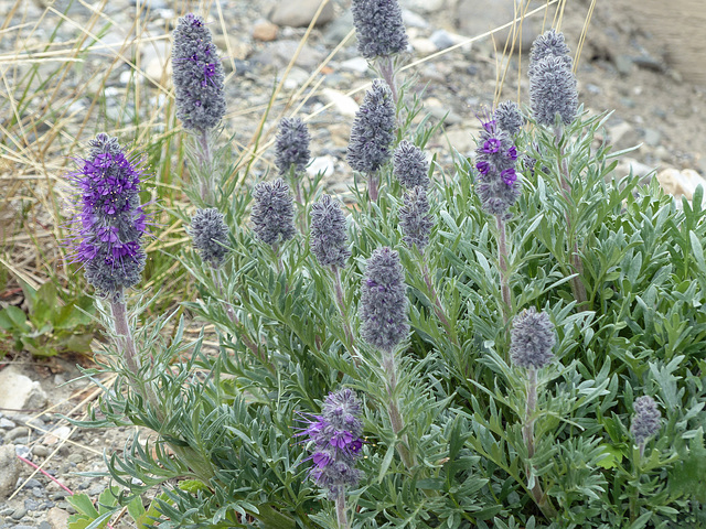 Silky Scorpionweed