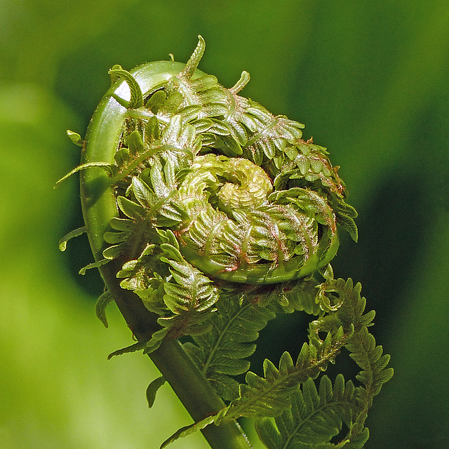 Day 12, Fiddlehead, Cap Tourmente