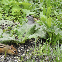 White-crowned Sparrow