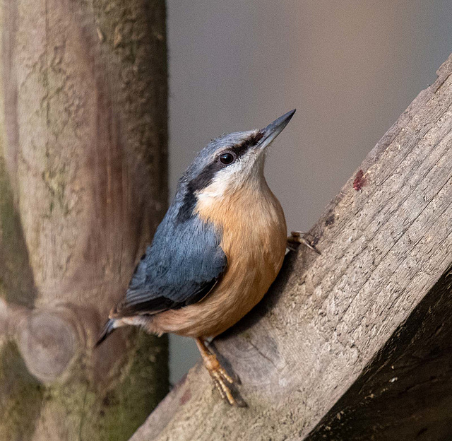 Nuthatch