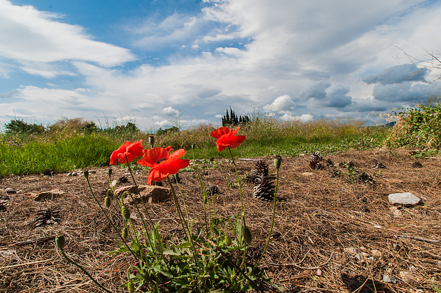 Coquelicots secoués par le vent