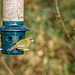 Greenfinch and Goldfinch