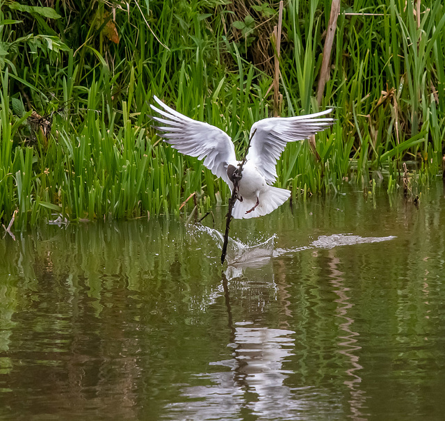 Black headed gull