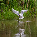 Black headed gull