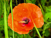 20210609 0658CPw [D~LIP] Mohn, UWZ, Bad Salzuflen