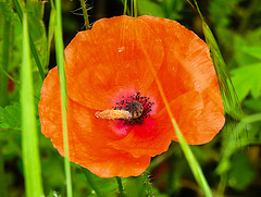 20210609 0658CPw [D~LIP] Mohn, UWZ, Bad Salzuflen