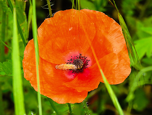 20210609 0658CPw [D~LIP] Mohn, UWZ, Bad Salzuflen
