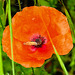 20210609 0658CPw [D~LIP] Mohn, UWZ, Bad Salzuflen