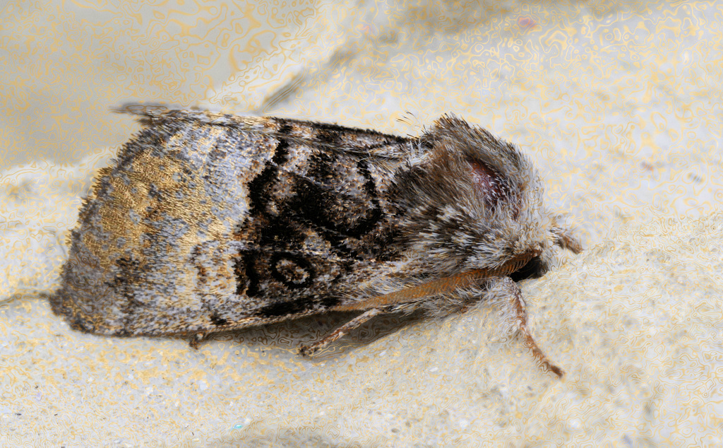 EF7A4673 Mothv2