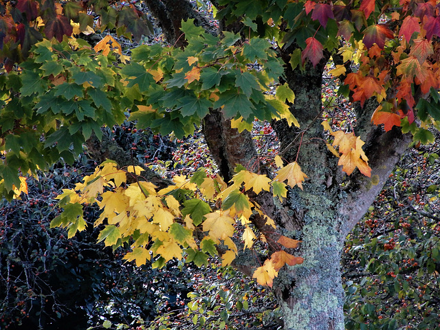 l'automne vu de chez moi