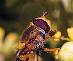 IMG 2181 Hoverflyv2