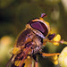 IMG 2181 Hoverflyv2