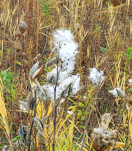 Milkweed seed pods.