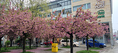 115-365, Kirschblüte an der "Alten Post" in Chemnitz