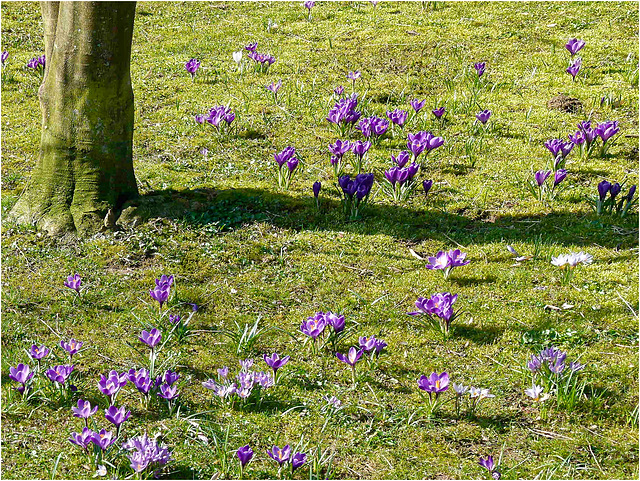 Crocuses 2013  21