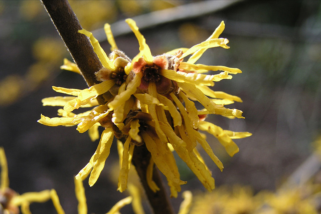 Witch Hazel flower