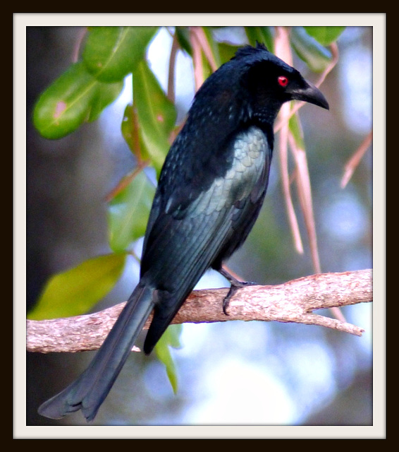 Male Spangled Drongo