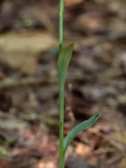 Spiranthes ovalis var. erostellata (October Ladies'-tresses orchid)