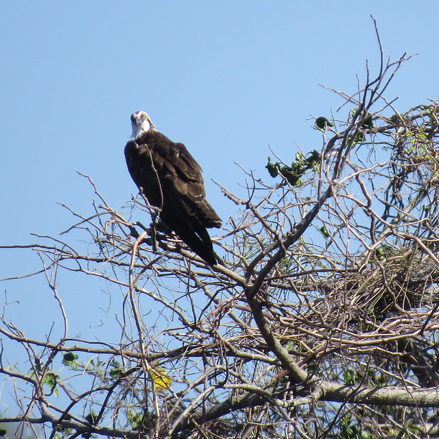 Osprey