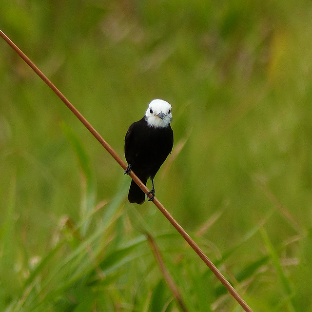 White-headed Marsh-Tyrant, Nariva Swamp afternoon