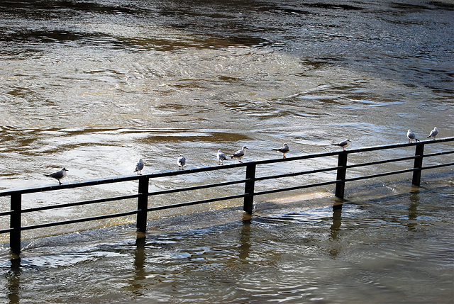 Submerged Fence, with birds sat on it!